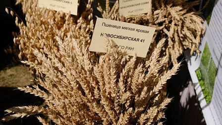 Новосибирская область вышла на первое место по экспорту сельхозпродукции среди регионов СФО