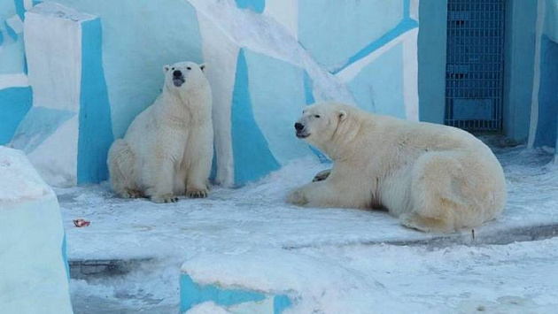 Белая медведица Герда родила двух детенышей в новосибирском зоопарке