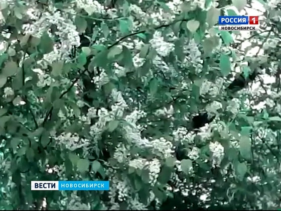 Почему холодно в мае когда цветет черемуха. Черемуха зацвела примета. цветет черёмуха-выпадает снег квантовой теории.