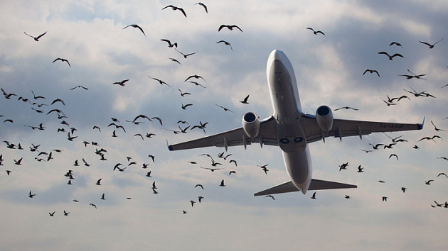 Летевший в Новосибирск самолёт столкнулся с птицей
