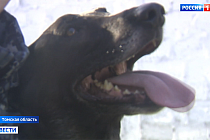 Служебным собакам УФСИН нашли хозяев и проводили на пенсию в Томске