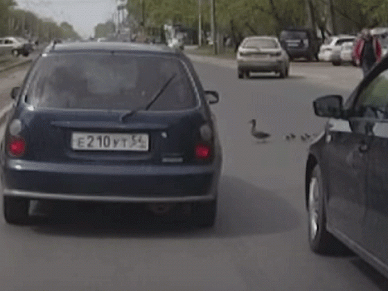 Новосибирцев умилили уточки, переходящие оживленную улицу Петухова