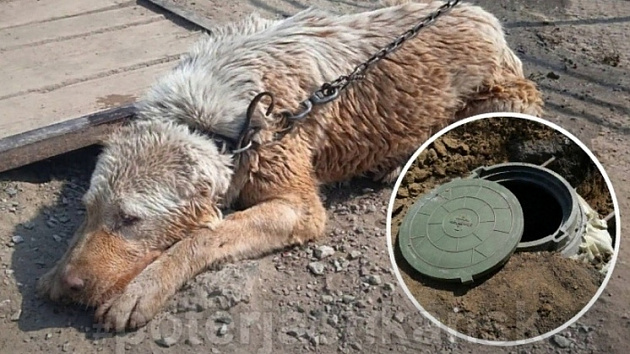 Новосибирцы ищут владельцев спасённой из колодца собаки
