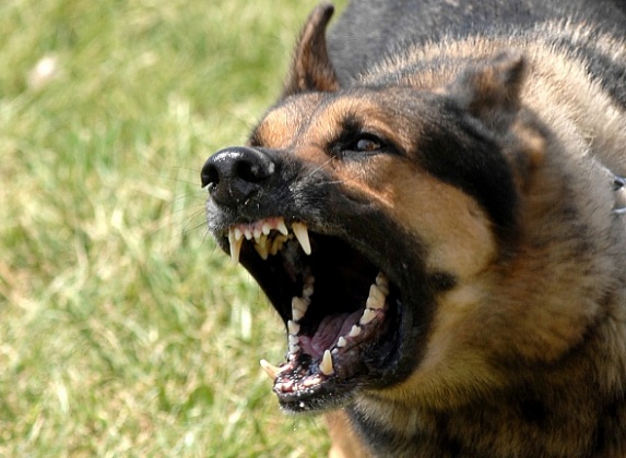 Нападение овчарки на велосипедиста попало на видео