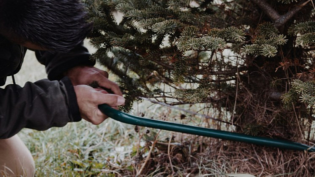 1,5 года условно с конфискацией ножовки заработал новосибирец за спиленные пихты