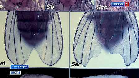 Новосибирские учёные с помощью дрозофил доказали опасность резких скачков атмосферного давления