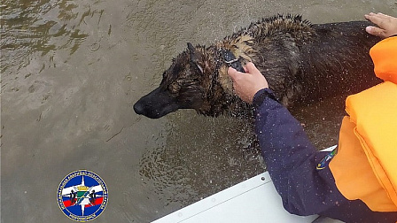 Тонущую в Оби собаку выловили новосибирские спасатели