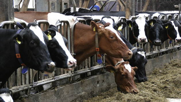 Массовая гибель коров произошла в Ордынском районе Новосибирской области
