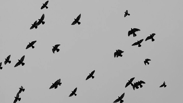 Новосибирские прокуроры вынесли представление мусорному оператору из-за птиц