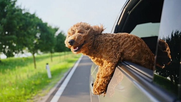 Тёплая погода установится в Новосибирской области в первые выходные осени