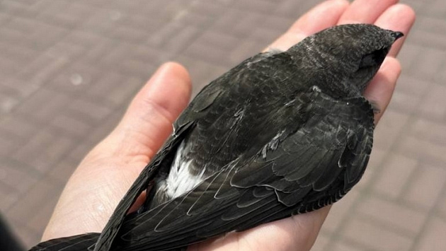 Жительница Новосибирска выхаживает брошенного птенца стрижа