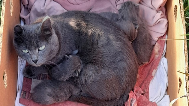 Новосибирцы ищут дом брошенным на дачах кошке с котятами