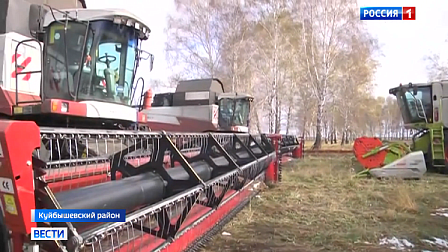 В Куйбышевском районе Новосибирской области непогода сорвала сбор урожая