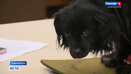 Новосибирские волонтёры открыли пункты временного обогрева собак