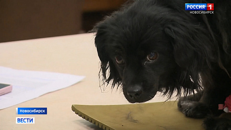 ВЕСТИ Новосибирск