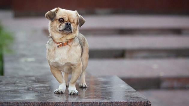 В Новосибирске одноглазой собаке ищут заботливую семью