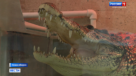 ВЕСТИ Новосибирск