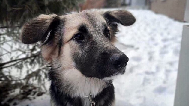 В Новосибирске ищут семью брошенному в доме щенку
