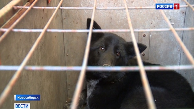 Стаю опасных бездомных собак отловили в Новосибирске