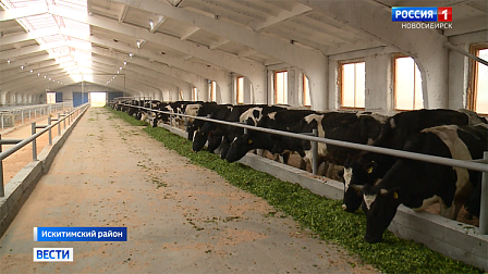 Новый коровник на 250 голов построили в одном из хозяйств Искитимского района