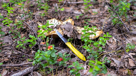 Новосибирцы похвастались богатым урожаем грибов после прошедших дождей