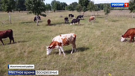 ВЕСТИ Новосибирск