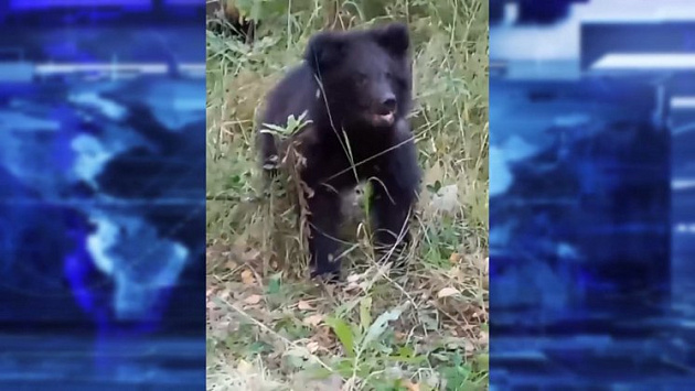 Два голодных медвежонка оставили семью без хлеба в лесу под Новосибирском 
