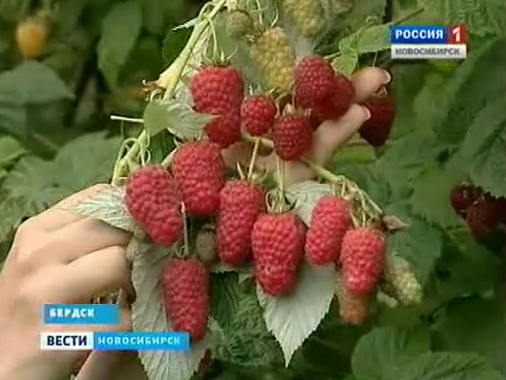 Гигантскую малину вырастил житель Бердска