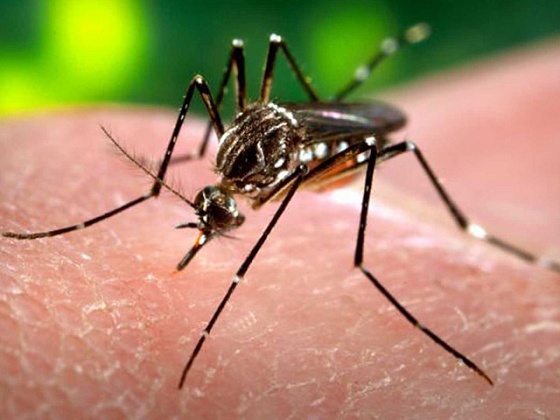 В аэропорту «Толмачево» пассажиров будут проверять на вирус Зика