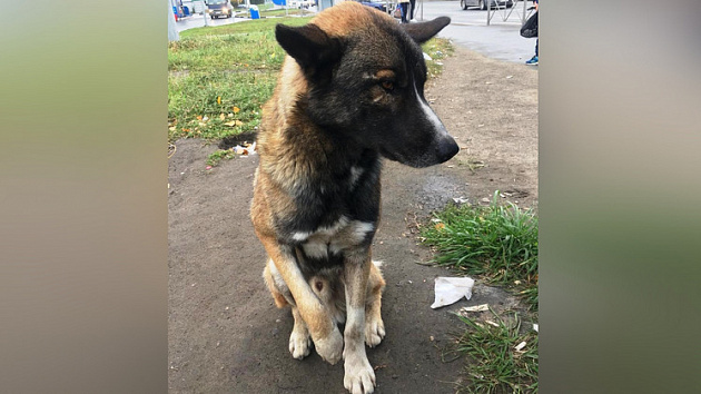 В Новосибирске найденной со сломанной лапой собаке ищут хозяев