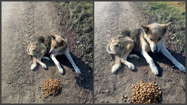 Новосибирский Хатико: слепой пес много дней ждет хозяина на обочине трассы