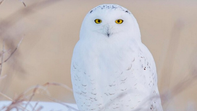 Редкую полярную сову заметили в окрестностях села под Новосибирском