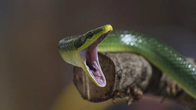 Учёные новосибирского СКИФа запланировали изучать на синхротроне токсины змей