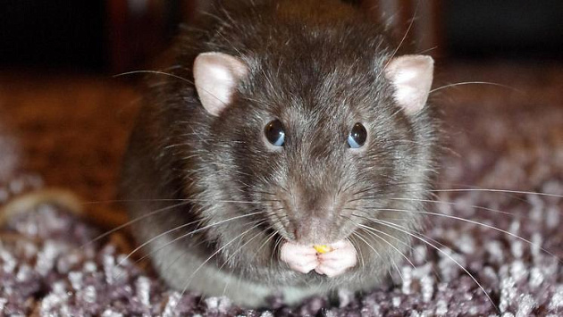 Пять новосибирцев обратились за помощью к медикам после нападения крыс