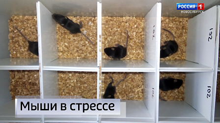 Новосибирские учёные подвергли мышей стрессу для эксперимента по изучению аутизма