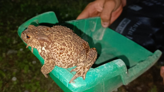 Гигантская жаба-коровница удивила жителей Новосибирской области