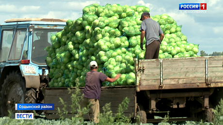 ВЕСТИ Новосибирск