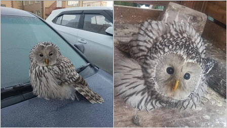 В новосибирском Академгородке школьник спас сову с сотрясением мозга