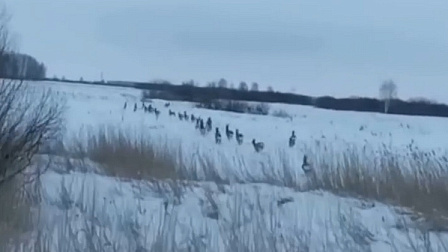 Миграция лосей и косуль по дорогам Новосибирской области повысила их опасность