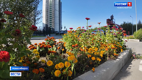 ВЕСТИ Новосибирск