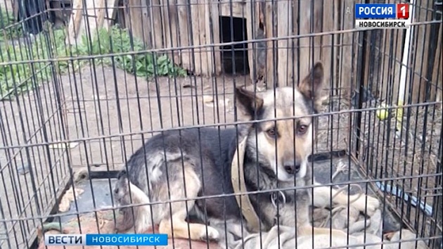 По факту гибели 4-летнего ребенка в поселке Коченево возбудили уголовное дело