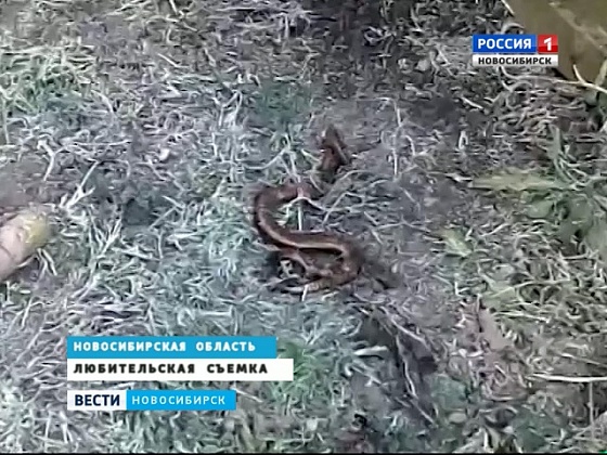 В пригороде Новосибирска активизировались гадюки