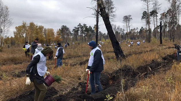 В Новосибирской области на месте лесного пожара посадили 5 тысяч лиственниц