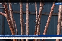 «Дача»: как правильно защитить яблоню от нашествия грызунов? 