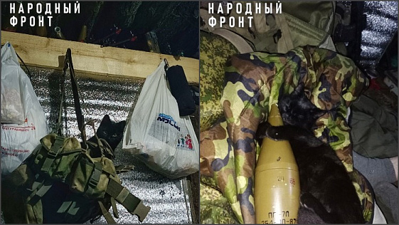 Новосибирские бойцы спасли и приютили двух котят Коптера и Лютого в зоне СВО