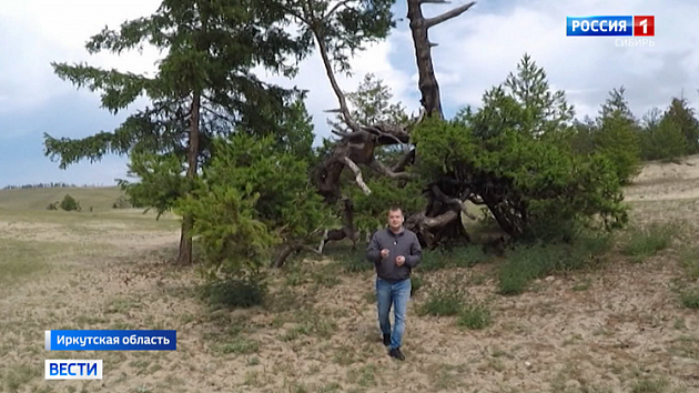 Старейшее дерево России «Страж Ольхона» отметило 777-й юбилей в Иркутске