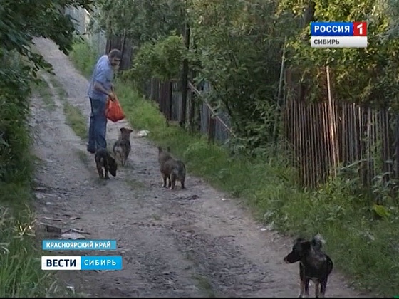 В пригороде Красноярска бродячие псы нападают на людей
