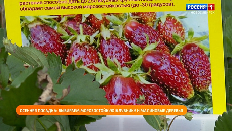 ВЕСТИ Новосибирск