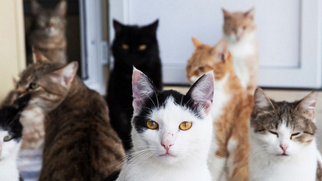 В Новосибирске женщину принудили отдать в приют 10 кошек из-за зловонного запаха из квартиры