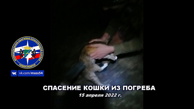 День спасения кошек. Спасают кошек из подвала. Следователи Новосибирской. Спасение кошек и собак ссылка на в контактах.